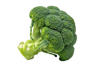 A single vibrant green head of broccoli isolated on a vegetable food