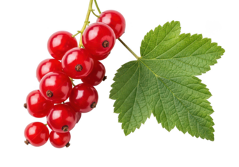 A single vibrant sprig of ripe red currants with a green leaf berry fruit