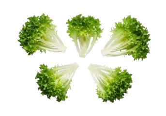 Five fresh green lettuce leaves arranged in a circle on leaf