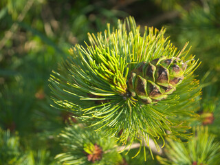 Fresh green Siberian dwarf pine Female or seed cones 