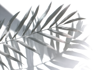 Close-up of stylized palm frond