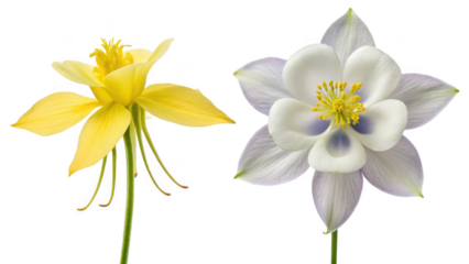 Columbine Flower and Cassia Fistula Flower isolated on transparent 