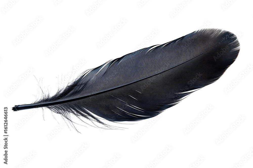Poster a single black feather isolated on a transparent background the feather is soft and delicate with a 