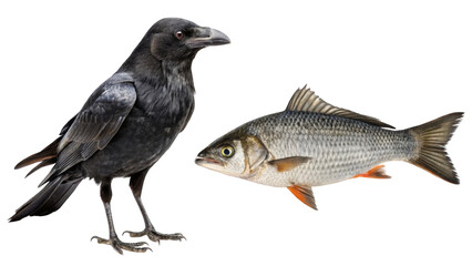 Obraz premium Crow Animal and Fish Animal isolated on transparent