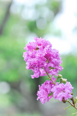 crape myrtle, crepe myrtle or Lagerstroemia floribunda Jack or Lagerstroemia sp or LYTHRACEAE or Thai crape myrtle or purple flower