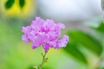 crape myrtle, crepe myrtle or Lagerstroemia floribunda Jack or Lagerstroemia sp or LYTHRACEAE or...