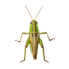 Green grasshopper insect close up isolated on transparent background