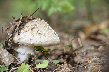 A close-up of an Amanita citrina mushroom, highlighting the details of the fungus in the forest.