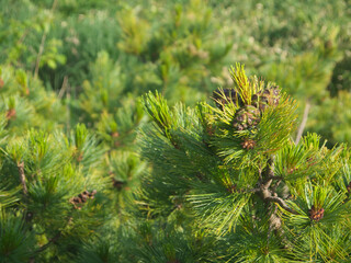 Fresh green Siberian dwarf pine Female or seed cones 