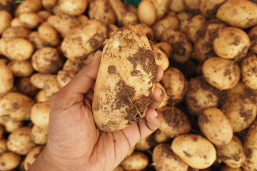 Fresh potatoes being harvested at a local market