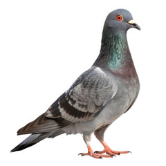Obraz premium A single grey pigeon standing on a transparent background isolated on transparent background