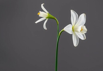Fototapeta premium Single white narcissus blossom, isolated on grey, macro, plant