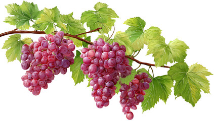 Obraz premium A branch of plump, purplish-red grapes hangs laden with clusters, leaves of light green and yellowish-green
