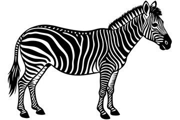 zebra vector illustration