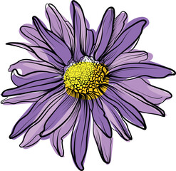 Single purple chrysanthemum blossom hand drawn vector