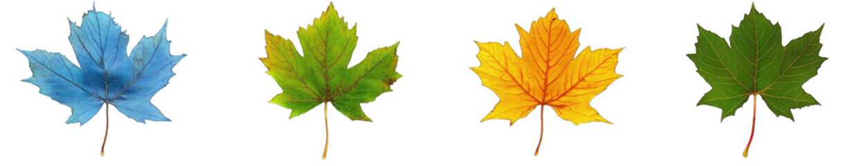 Fototapeta premium Four Maple Leaves In Different Colors Blue Green Yellow And Green Isolated On A Transparent Background