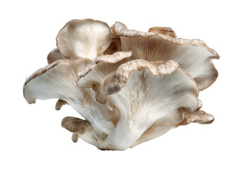 A cluster of fresh oyster mushrooms isolated on transparent background
