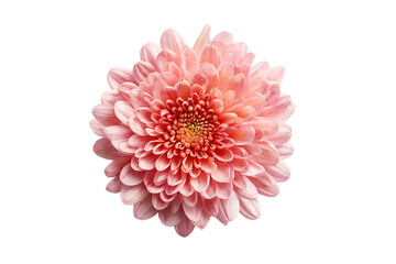 A beautiful pink chrysanthemum flower isolated on transparent background