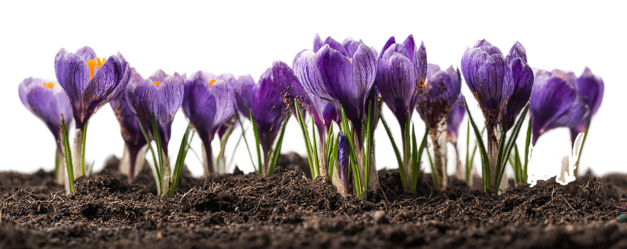 A vibrant cluster of purple crocus flowers emerging from the dark earth signaling the arrival of spring isolated on transparent background