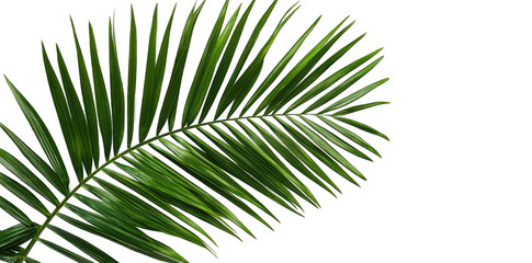 Obraz premium Single Palm Leaf Against A Transparent Background Top View