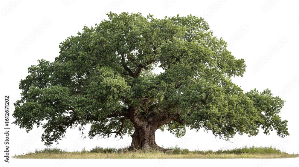 Poster ancient oak tree in field background isolated on a transparent background, png file.