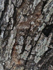 bark of a tree,suitable for wallpaper and website background 