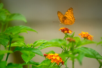 black dotted High Brown Fritillary upperwing beautiful butterfly with yellow lantana flower in plant garden 