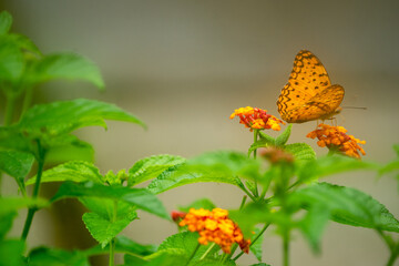 black dotted High Brown Fritillary upperwing beautiful butterfly with yellow lantana flower in plant garden 