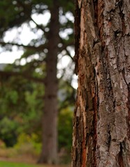 Obraz premium Close-up tree bark in park