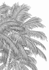 Detailed Tropical Palm Tree Leaves Line Art Drawing Illustration Black and White