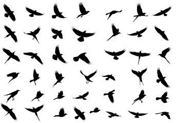 Collection of bird silhouettes in flight against white background