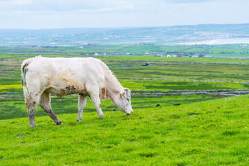 Cow in the green rolling hills in Ireland. Close up of cow eating grass in the pasture 