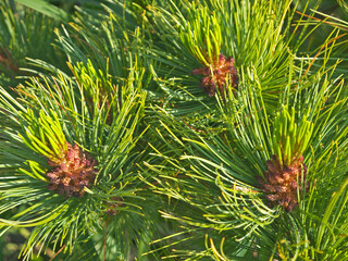 Fresh green Siberian dwarf pine Female or seed cones 