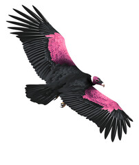 A california condor with pink markings soaring in the air isolated on transparent background