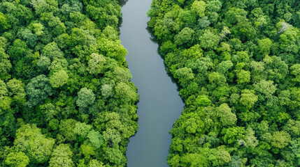 Lush green forest surrounding winding river creates serene and tranquil atmosphere