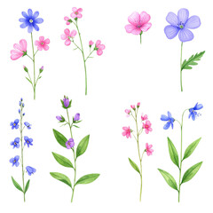 Floral botanical set with purple and pink flowers on tall stems, watercolor isolated design elements
