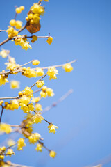 青空に映える蝋梅