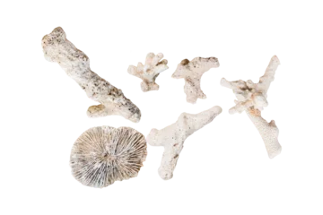 Fotobehang Koraaldieren dry coral reefs isolated on a white background  © PAKERTI