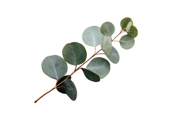 Close-up of a eucalyptus sprig.  Soft, light-green leaves clustered on a thin brown stem against a black background.  Distinct leaf shapes and varying shades of green