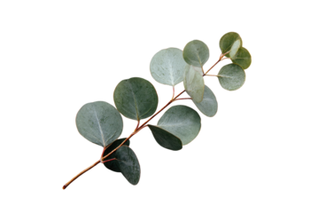 Close-up of a eucalyptus sprig.  Soft, light-green leaves clustered on a thin brown stem against a black background.  Distinct leaf shapes and varying shades of green