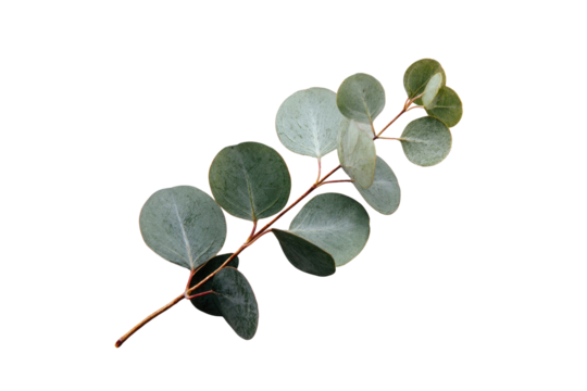 Close-up of a eucalyptus sprig.  Soft, light-green leaves clustered on a thin brown stem against a black background.  Distinct leaf shapes and varying shades of green