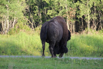 Bison On The Move, Elk Island National Park, Alberta