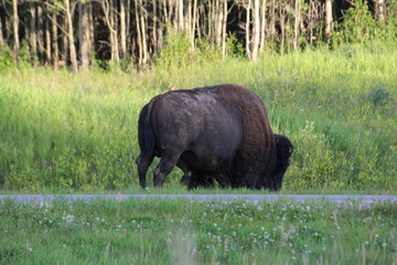 buffalo in the grass