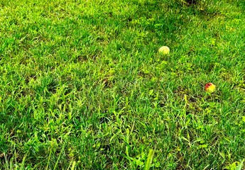 Watering the lawn with a sprinkler on a sunny day	
