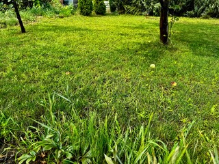 Watering the lawn with a sprinkler on a sunny day	
