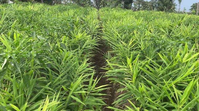 A lush green field of tall ginger plants under bright sunlight, showcasing vibrant foliage.