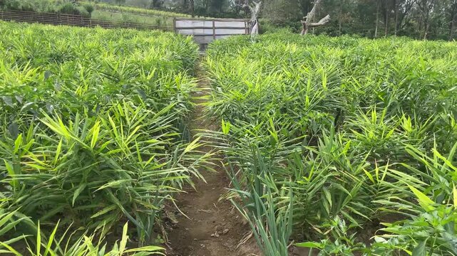 A lush green field of ginger plants, vibrant foliage and healthy growth under natural light.
