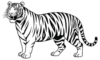 tiger vector illustration