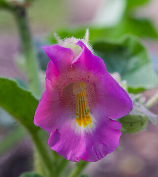 Beautiful close-up of proboscidea louisianica
