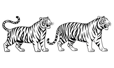 tiger vector illustration